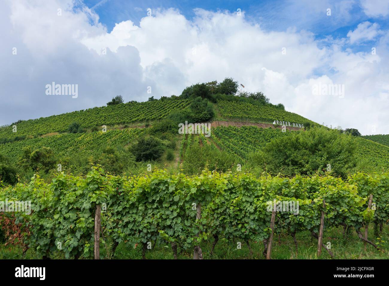 Germany, Rhineland-Palatinate, Rhine terraces near Nierstein, 'Roter Hang' vineyard Stock Photo