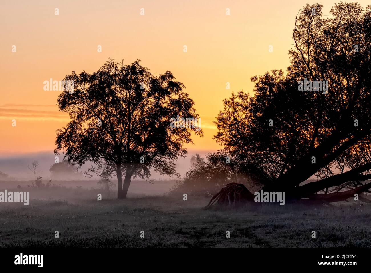 The picturesque landscape of the Elbe foreland at sunrise and ground fog before Bleckede Stock Photo
