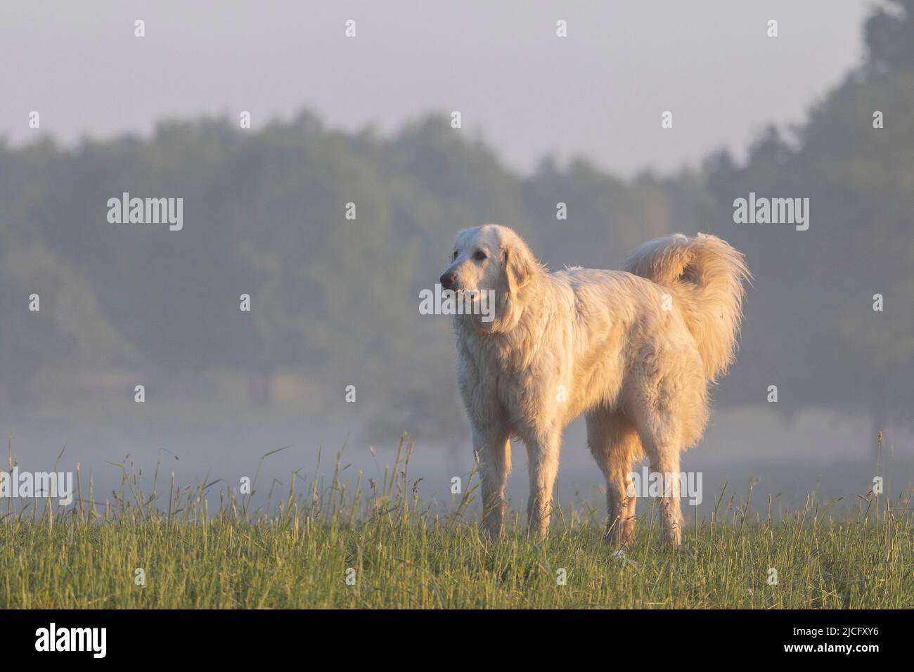 A Pyrenean mountain dog with a watchful eye on a dike in the morning Stock Photo