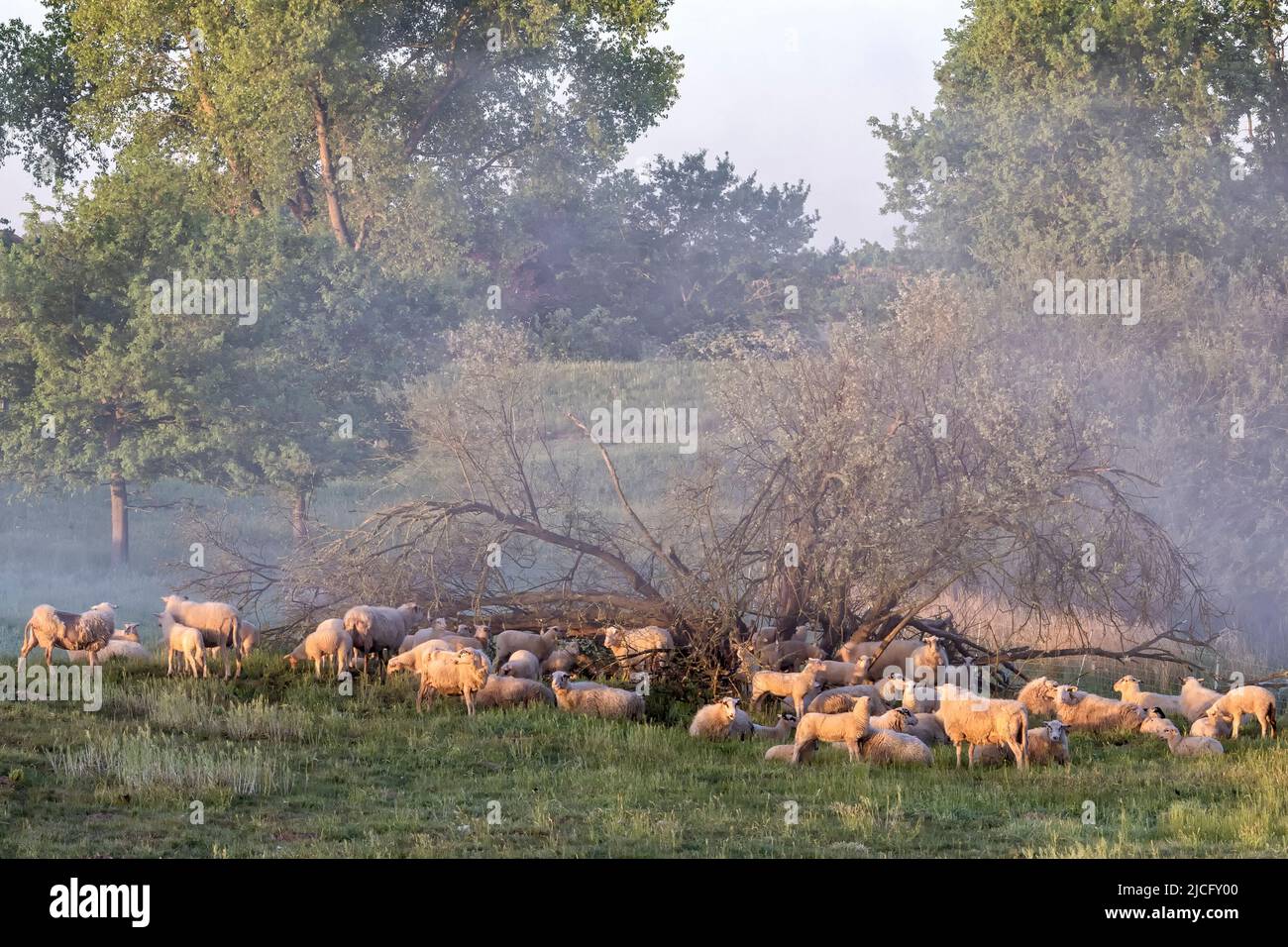 A flock of sheep in the early morning near Bleckede on the dike Stock Photo
