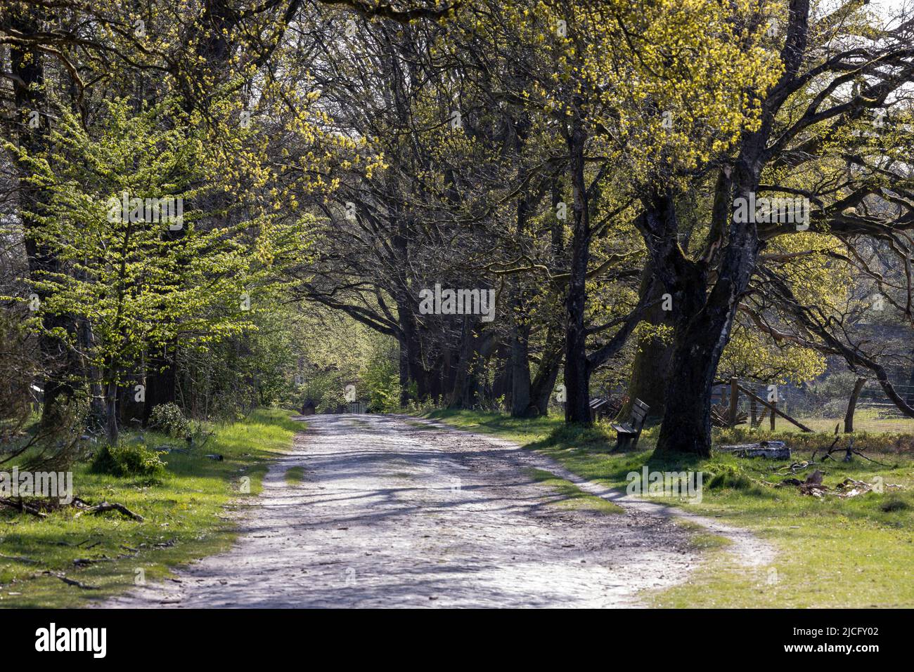 An avenue of trees with cobblestones near Wilseder in Lüneburg Heath Stock Photo