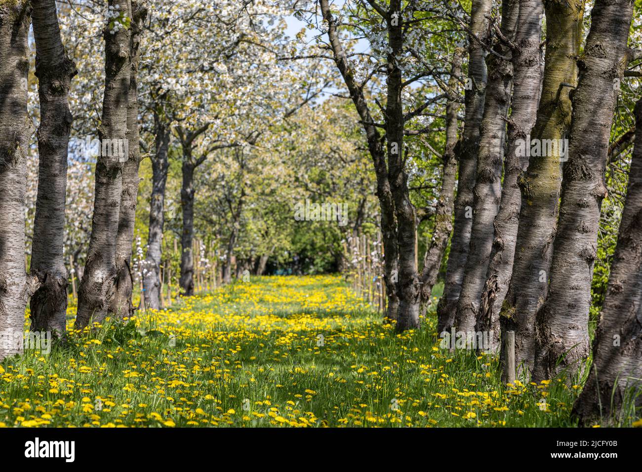 An apple tree avenue near Jork in the Alte Land at apple blossom and lots of flowering dandelions Stock Photo