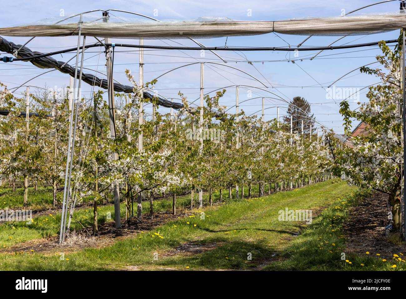 Cherry tree plantation near Jork in the Alte Land with weather protection Stock Photo