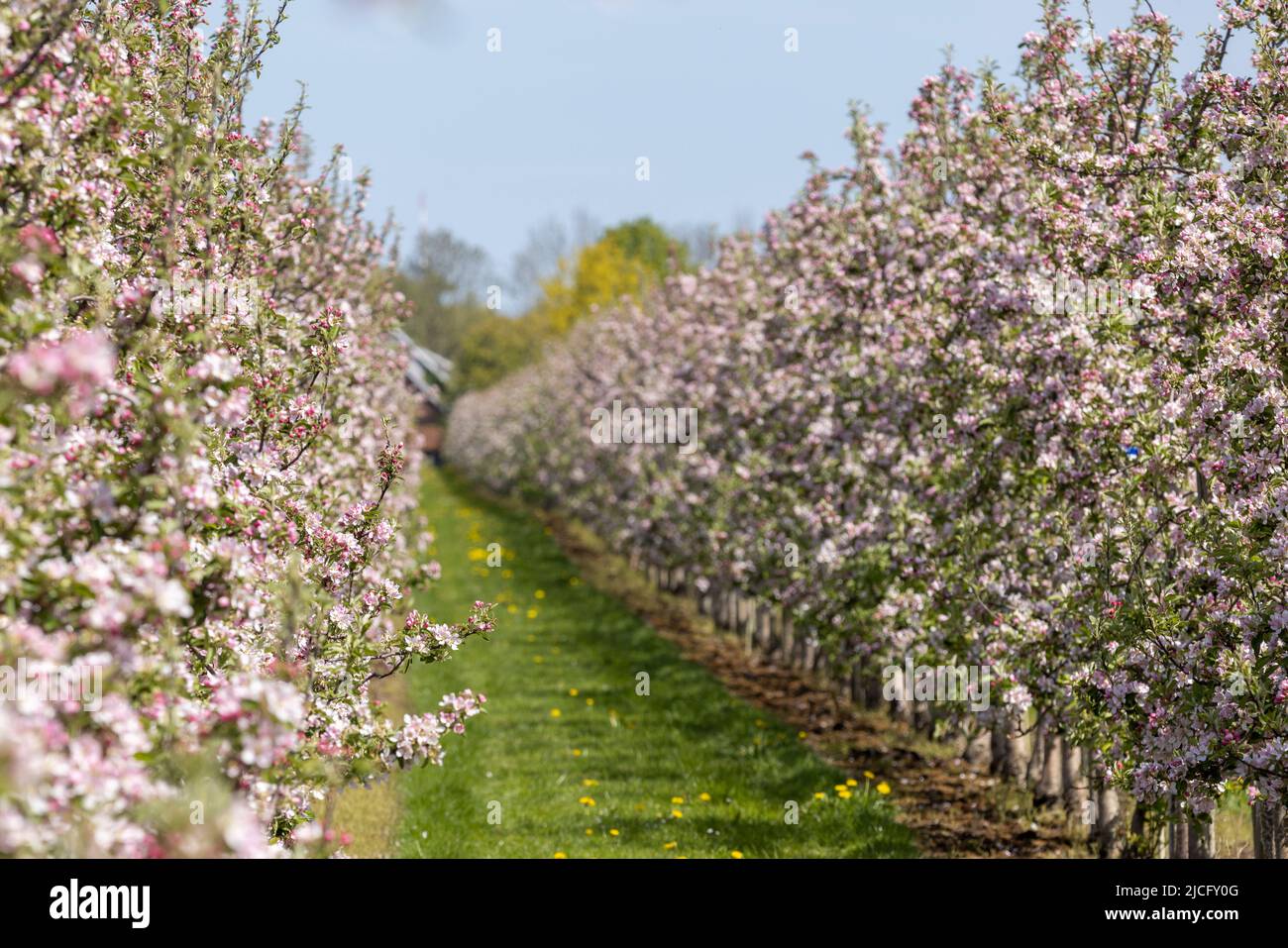 Orchards near Jork in the Old Country at the apple blossom Stock Photo