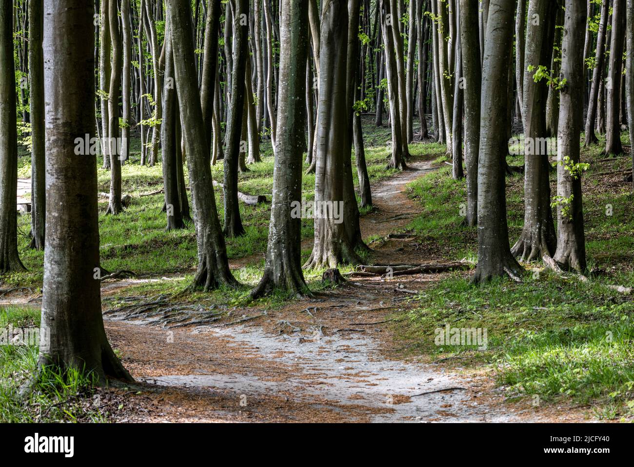The high bank hiking trail in Jasmund National Park along the chalk coast on Rügen leads through beech forests Stock Photo
