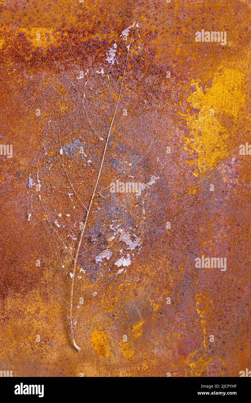 weathered leaf on rusty metal background, still life, leaf skeleton Stock Photo