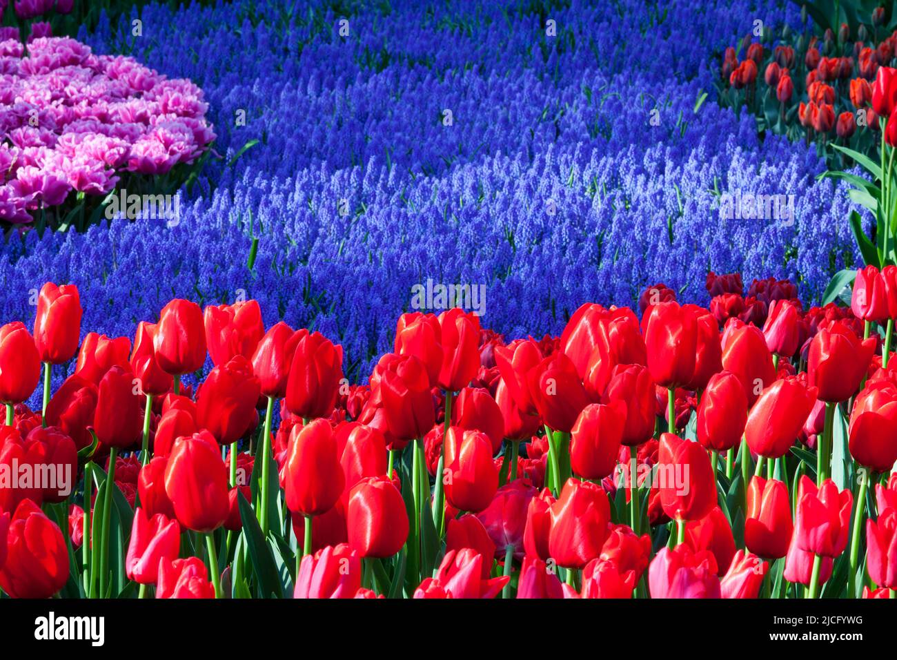 Tulips in Keukenhof Gardens, Lisse, South Holland, Netherlands Stock Photo