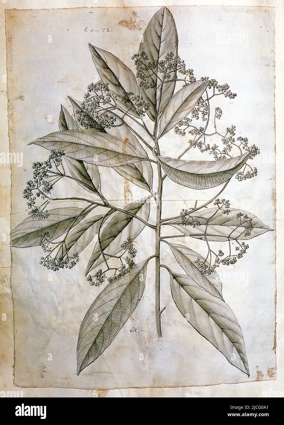 Laurus folio longiore, flore hexapetalo racemoso, fructu humidiore. Nectandra antillana Stock Photo