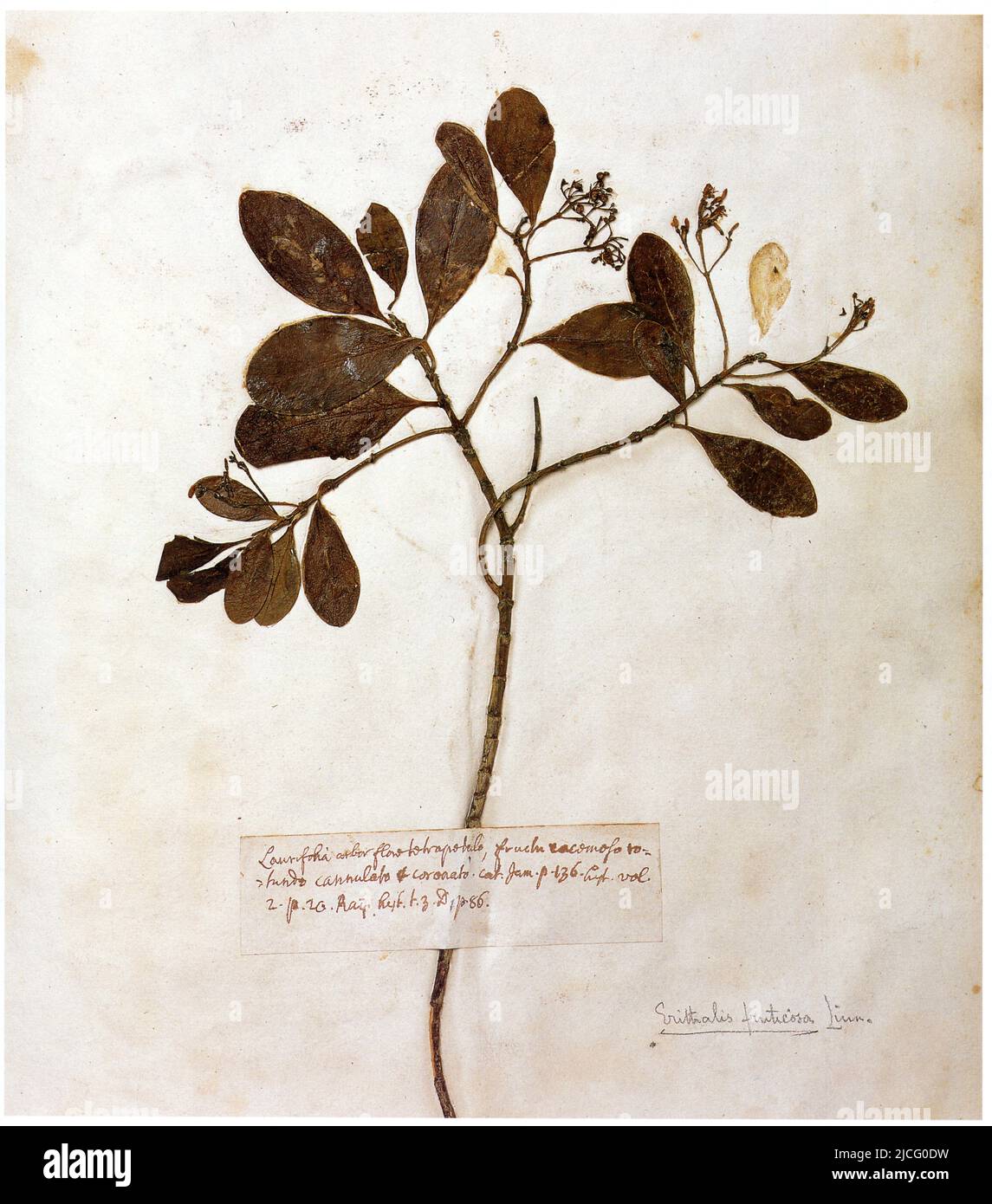 Laurifolia arbor flore tetrapetalo. Erithalis fruticosa Stock Photo
