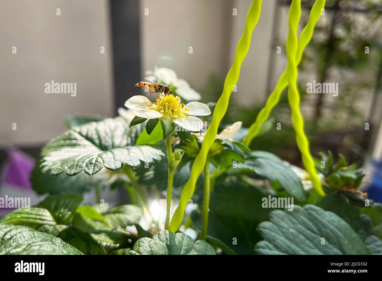 Hover Fly, Sphaerophoria scripta, on a strawberry flower collecting nectar Stock Photo