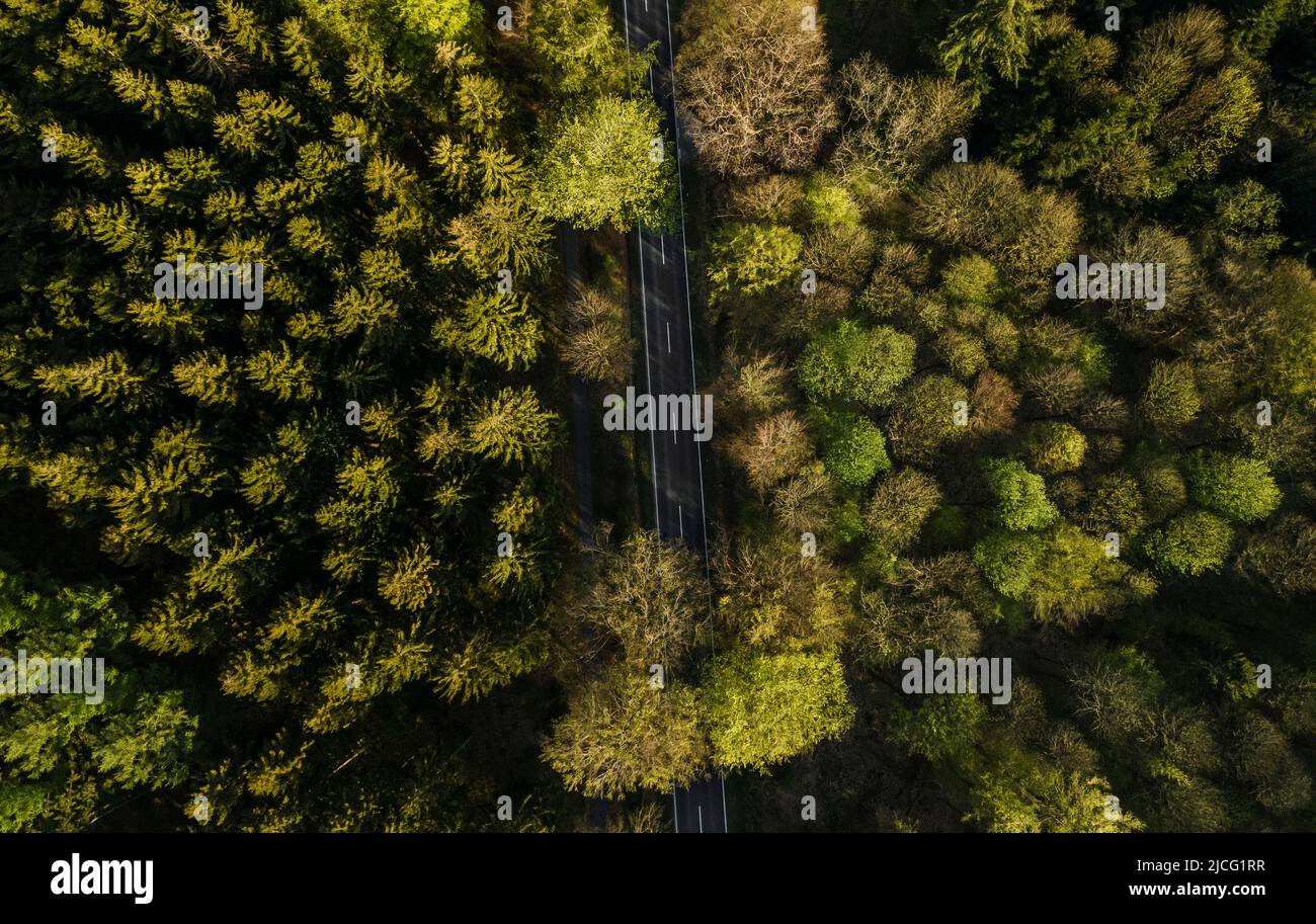 Aerial view, drone shot, county road through forest area, spring, Harburg, Lower Saxony, Germany Stock Photo