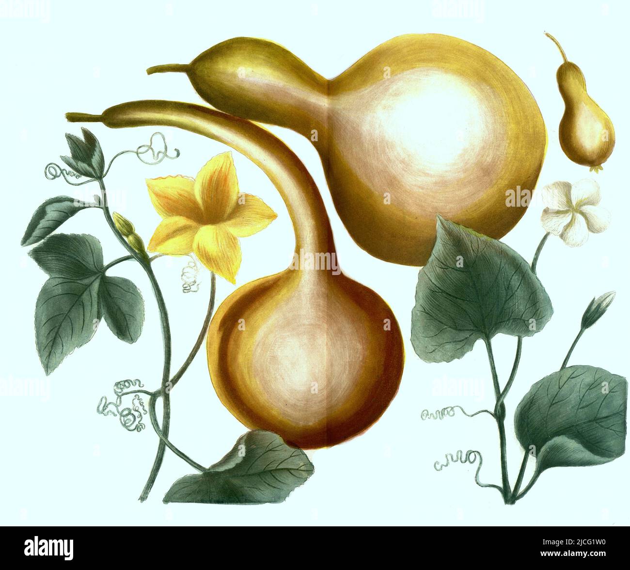 Bottle Gourd Plant Jonah