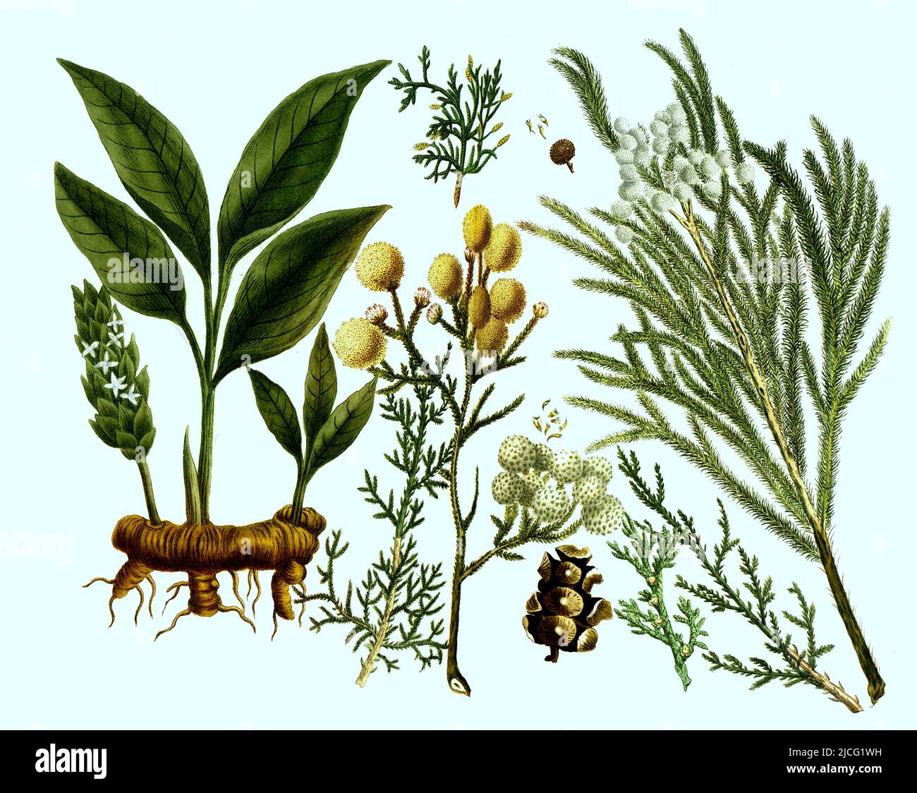 verschiedene Pflanzen der Familie der Zypressengewächse, Cupressaceae Cupressus foemina, mas, taxifoliis, pinulis (rechts) und Curcuma, Kurkuma oder Kurkume, Curcuma longa, auch Gelber Ingwer, Safranwurzel, Gelbwurzeln (links)  /  various plants of the cypress family, Cupressaceae Cupressus foemina, mas, taxifoliis, pinulis (right) and Curcuma, turmeric or curcume, Curcuma longa, also yellow ginger, saffron root, turmeric (left), Digital retuschierte Illustration aus Phytanthoza iconographica von Johann Wilhelm Weinmann, Maler Bartholomäus Seutter und Kupferstecher Johann Jakob Haid und Johann Stock Photo