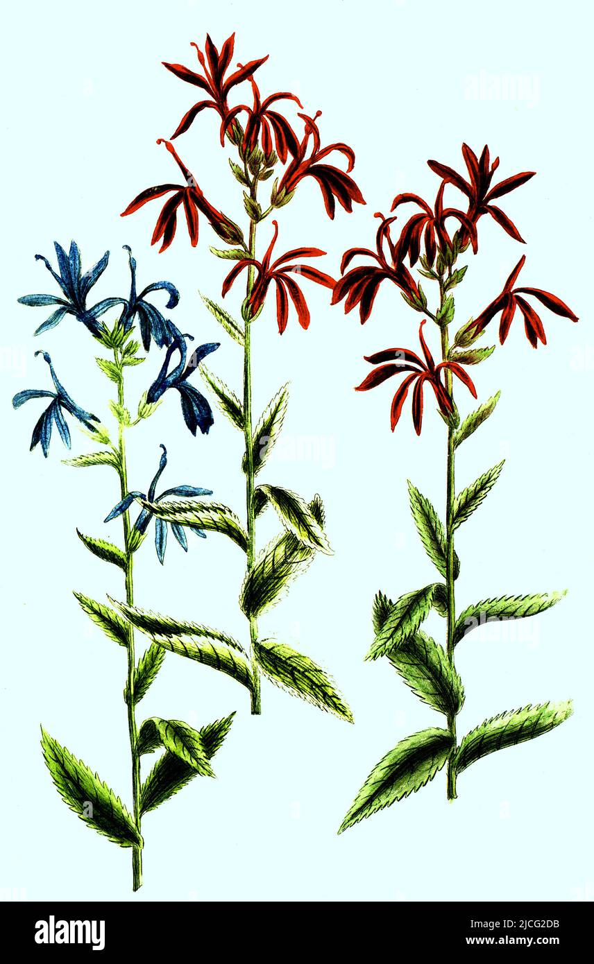 Cardinal flower Cut Out Stock Images & Pictures - Alamy