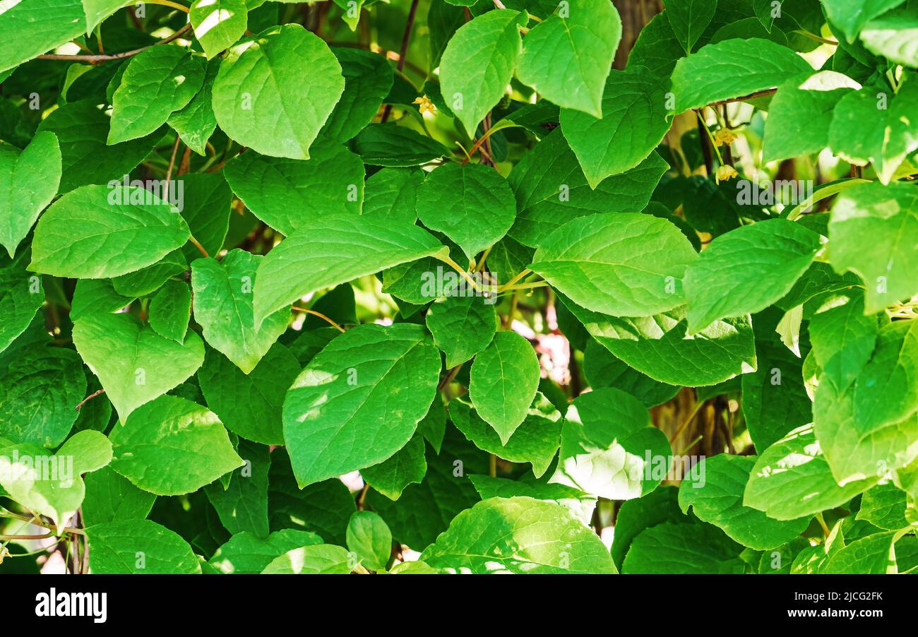 8,427,260 Bright Green Leaves Royalty-Free Images, Stock Photos & Pictures
