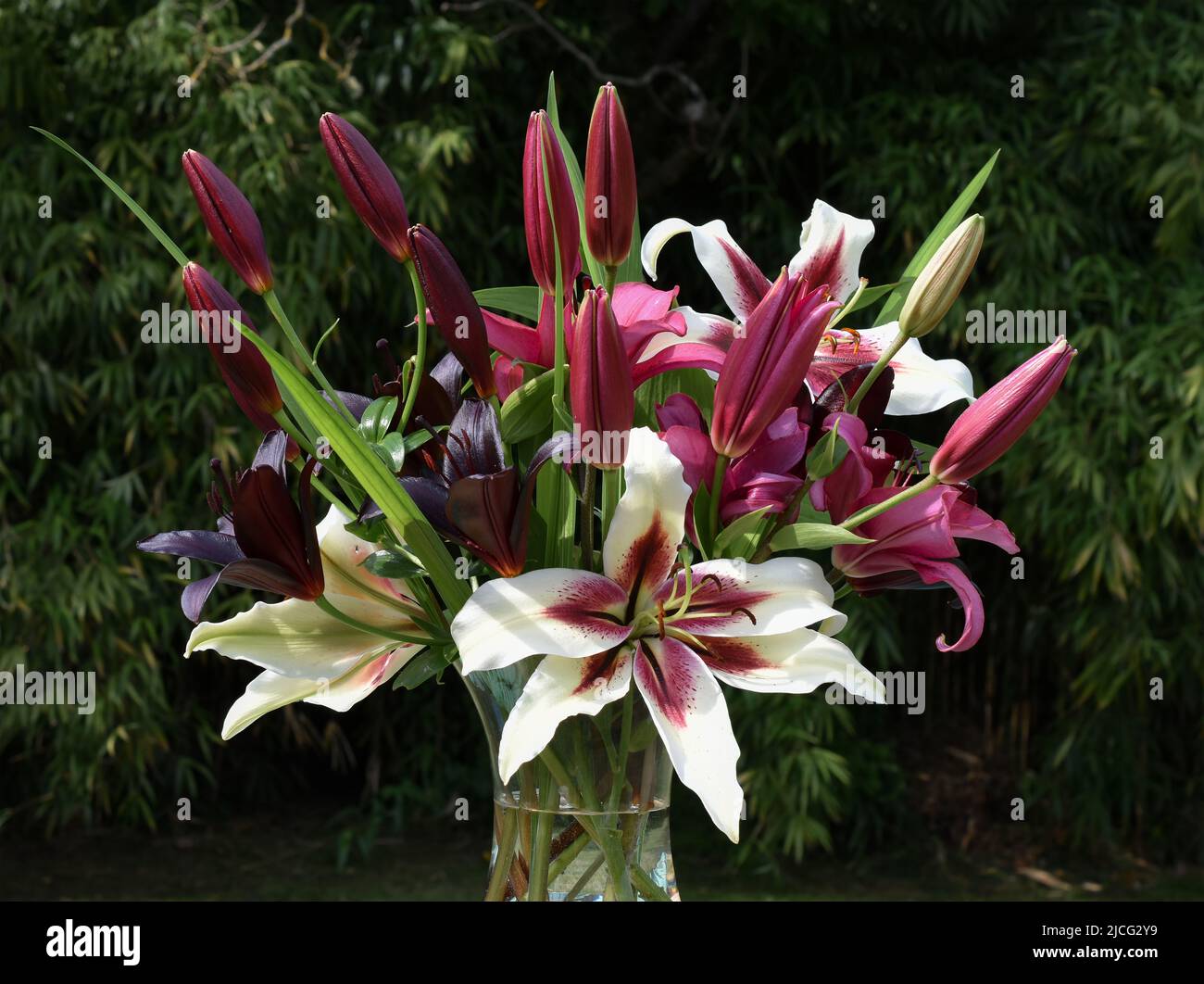 Bouquet de lys Zéba, November Rain et Nightrider (jardin du ruisseau de l'église 2022) Stock Photo