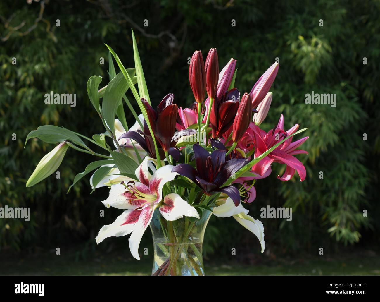 Bouquet de lys Zéba, November Rain et Nightrider (jardin du ruisseau de l'église 2022) Stock Photo