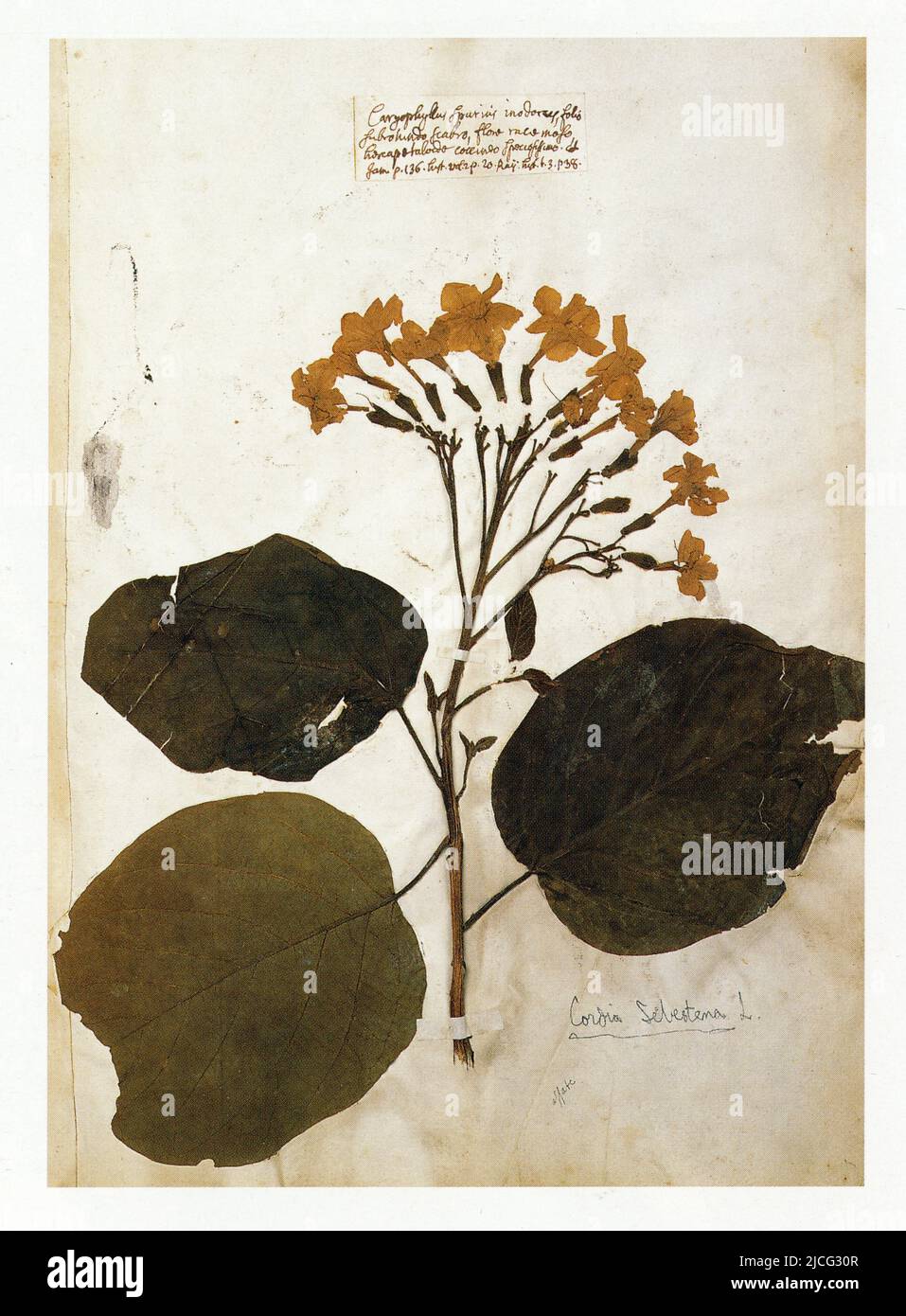 Caryophyllus spurius inodorus,folio subrotundo scabro flore racemoso hexapetaloidescoccineo speciosissimo.Cordia sebestena.La cordia rouge Stock Photo
