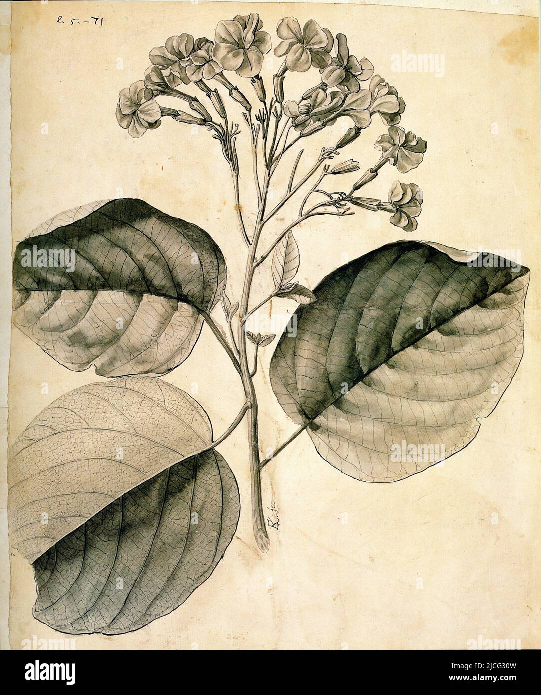 Caryophyllus spurius inodorus,folio subrotundo scabro flore racemoso hexapetaloidescoccineo speciosissimo.Cordia sebestena.La cordia rouge. Stock Photo