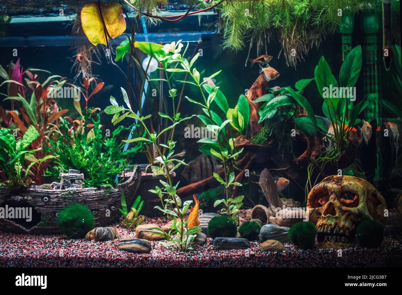 a great jungle planted aquarium Stock Photo Alamy