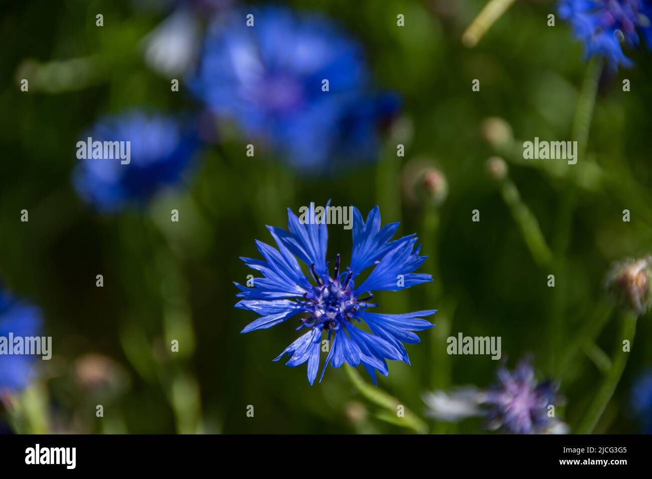 The closeup of a blue cornflower Stock Photo Alamy