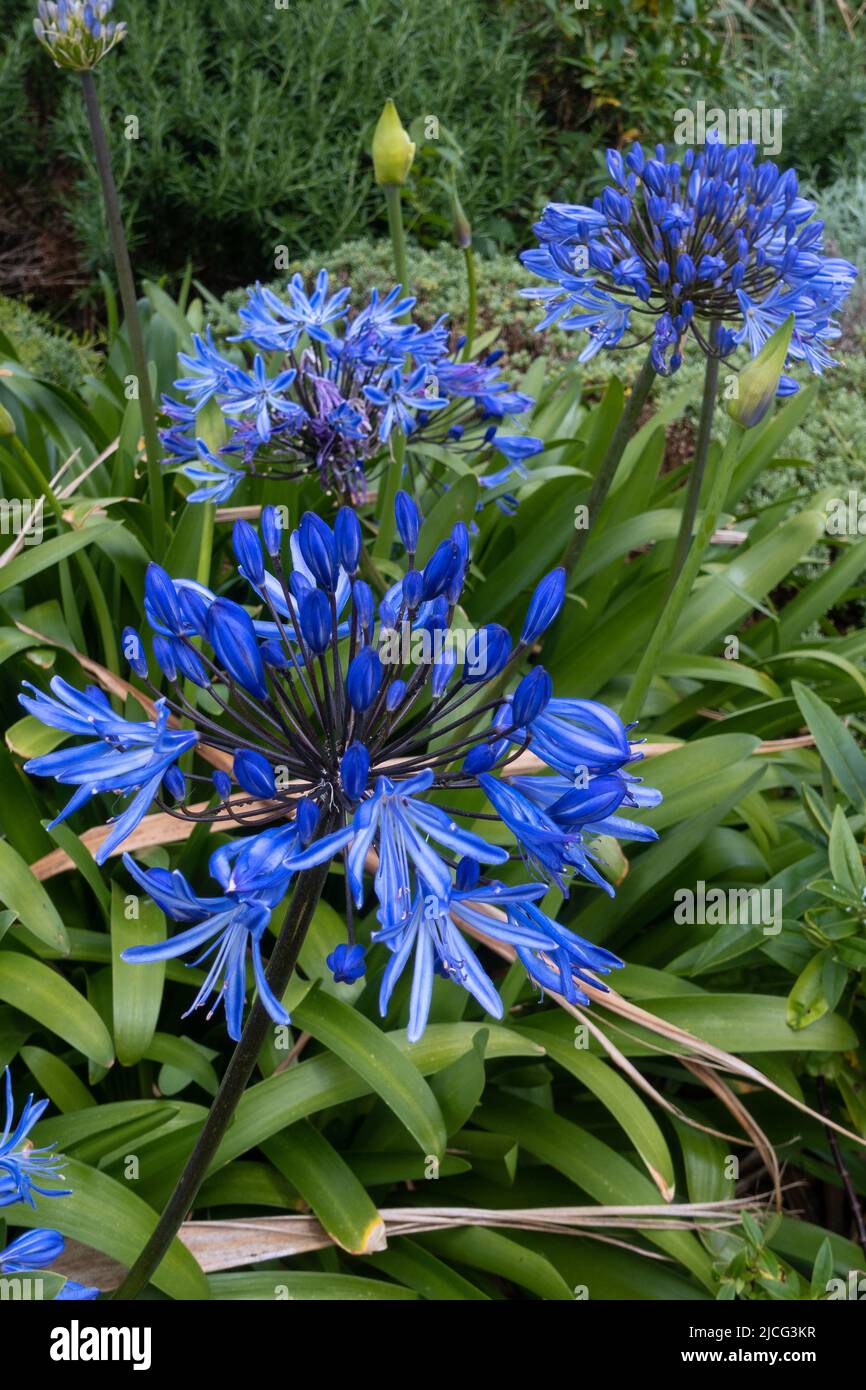 Agapanthus 'Africanus' - African Lily - Blue Llandudno. Seafront decoration. Stock Photo