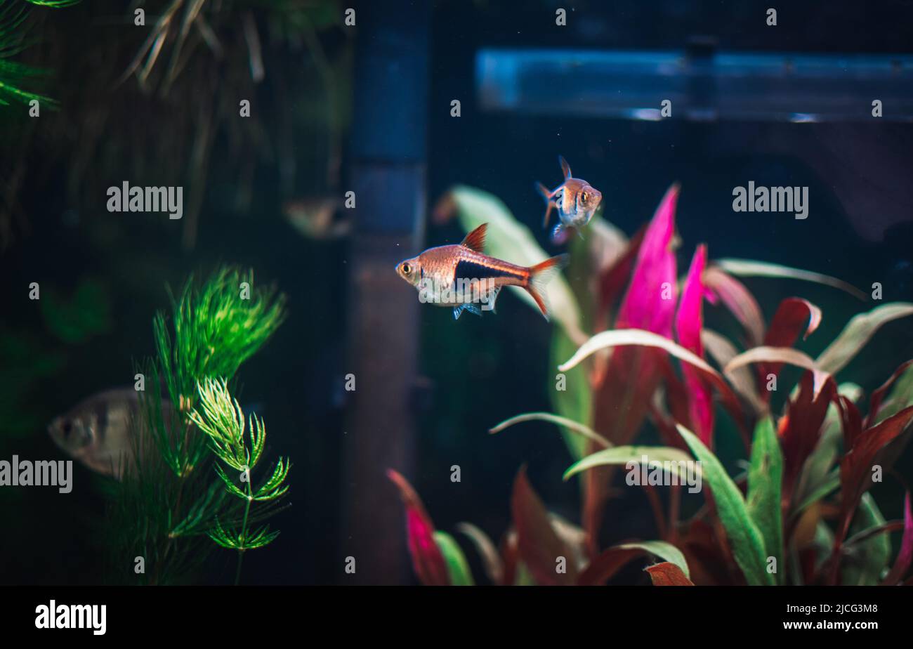 rasbora heteromorha in my aquarium Stock Photo