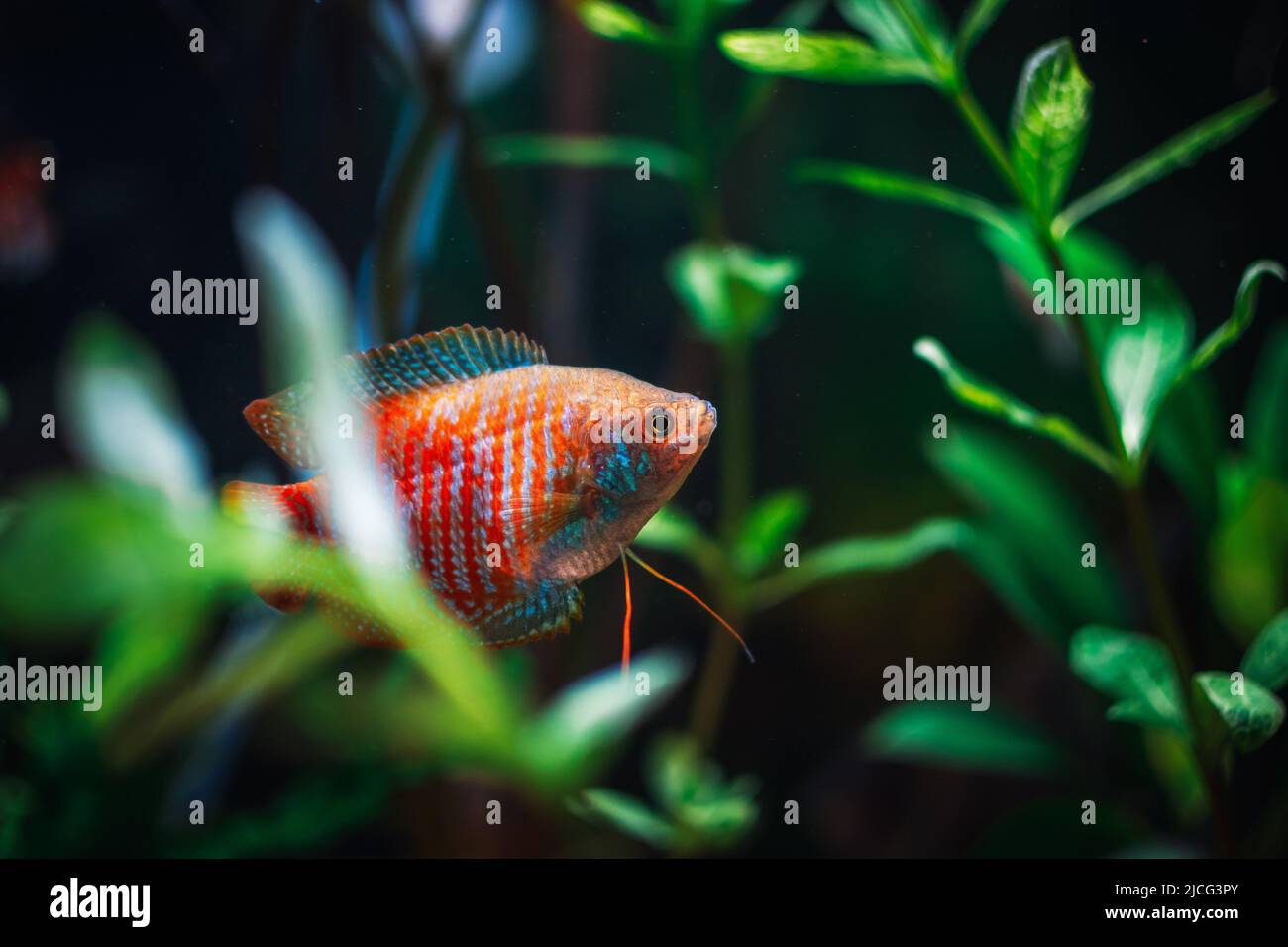 a beautifull colisa in my aquarium Stock Photo