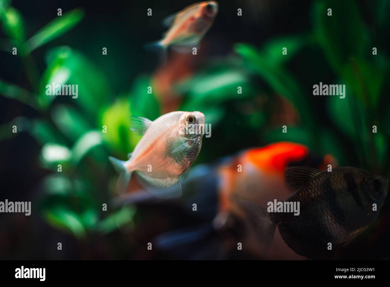 Gymnocorymbus ternetzi in a tropical aquarium Stock Photo
