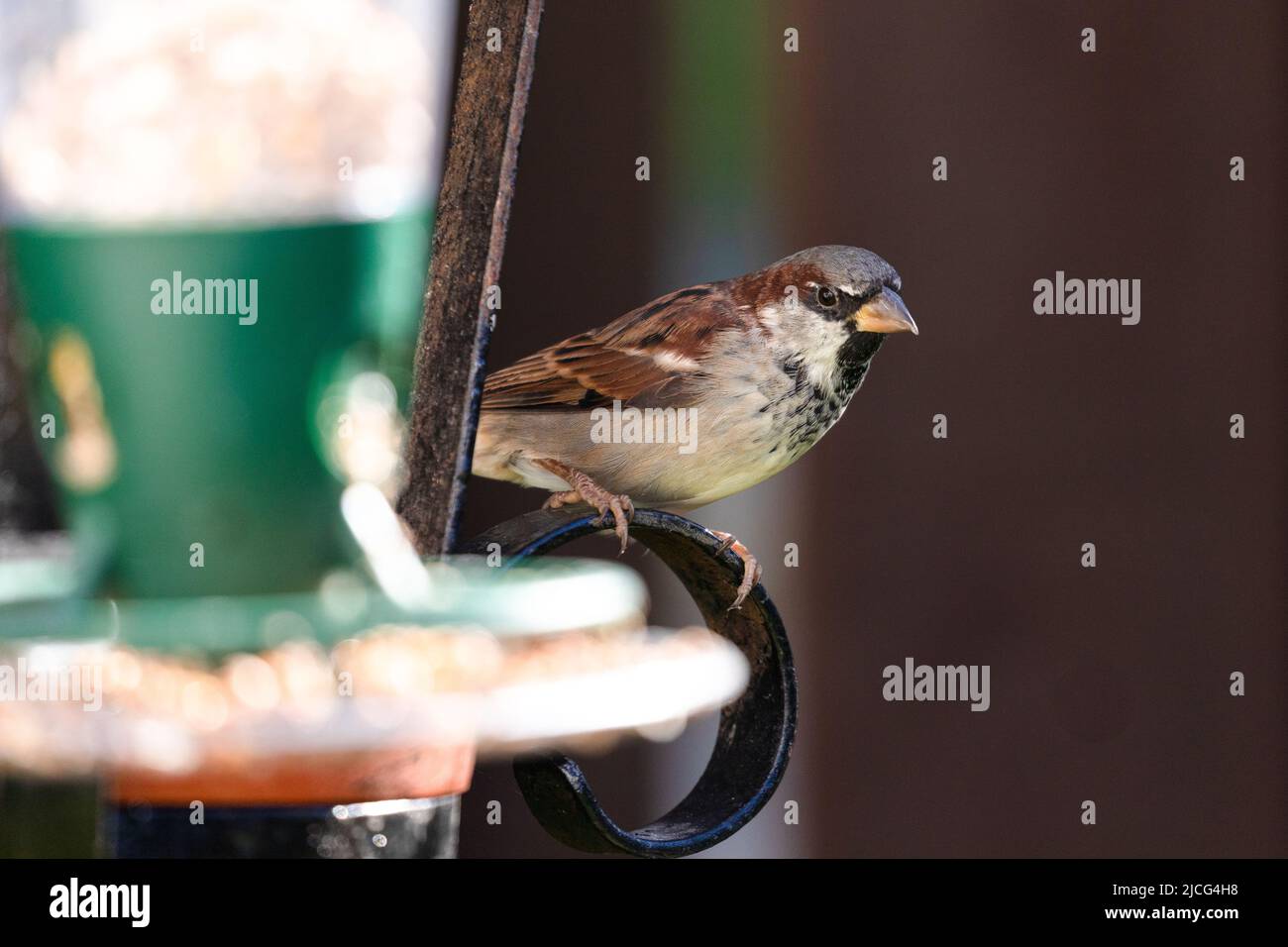 Sparrow at garden feeder Montrose Scotland UK Stock Photo