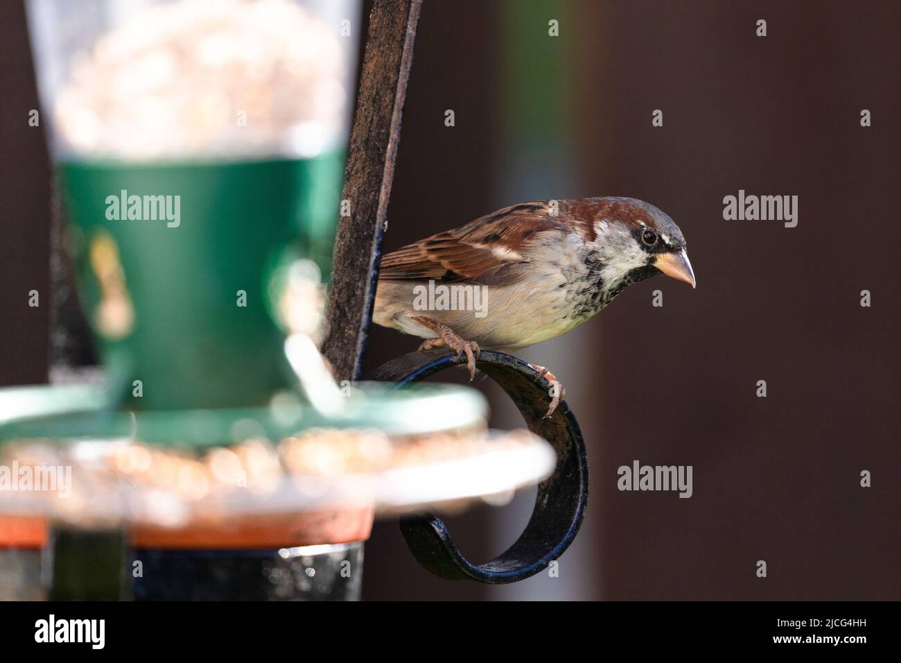 Sparrow at garden feeder Montrose Scotland UK Stock Photo