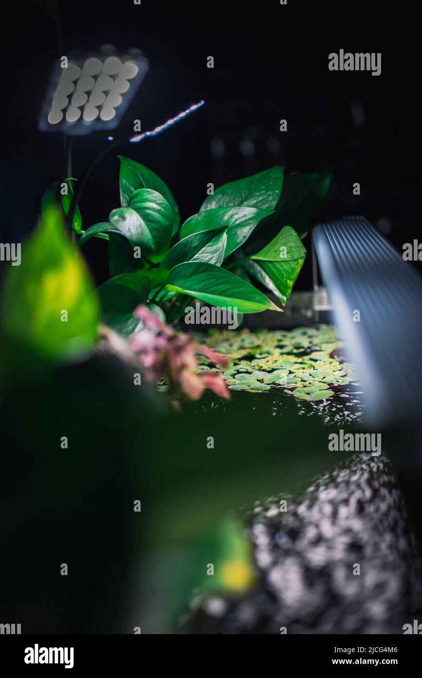 some plants in my aquarium Stock Photo