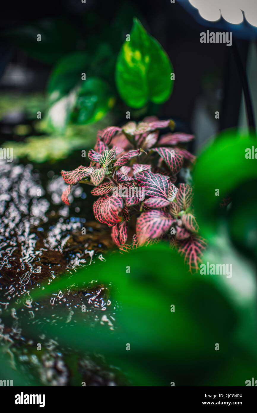 some plants in my aquarium Stock Photo