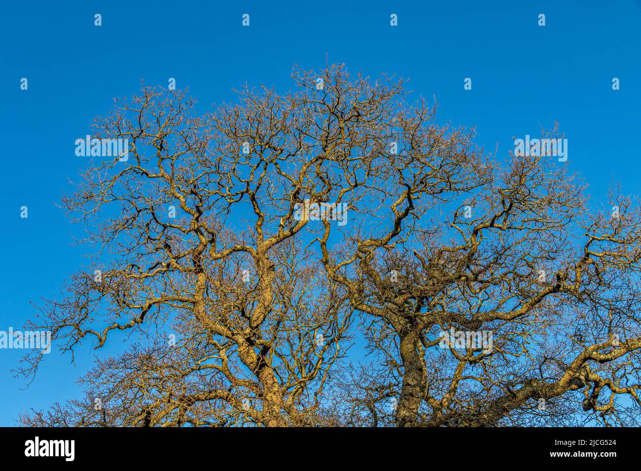 A large English Oak tree, Quercus rober , without leaves in the winter sunshine against a blue sky , England ,UK Stock Photo