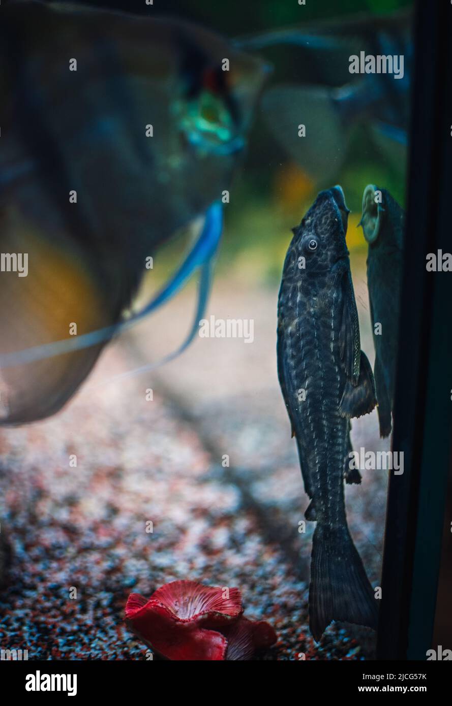 a lovely ancistrus in my aquarium Stock Photo