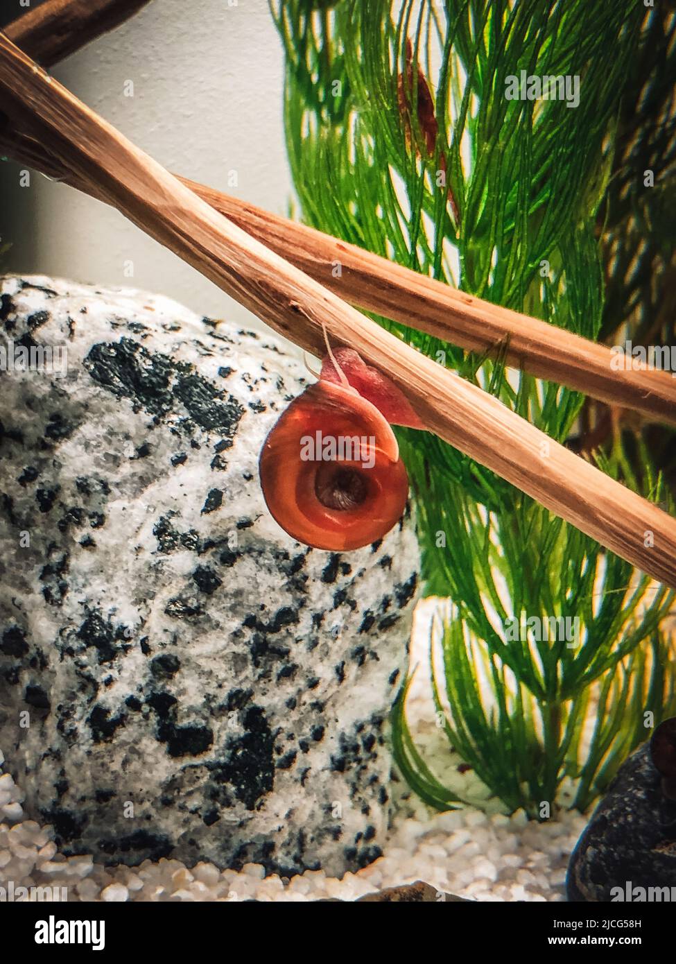 some red cherry s in my aquarium Stock Photo