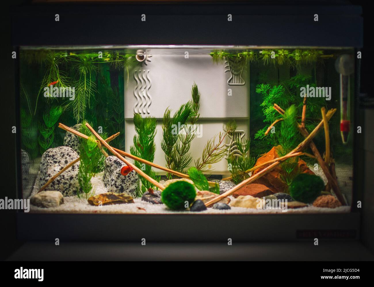 a great jungle planted aquarium Stock Photo