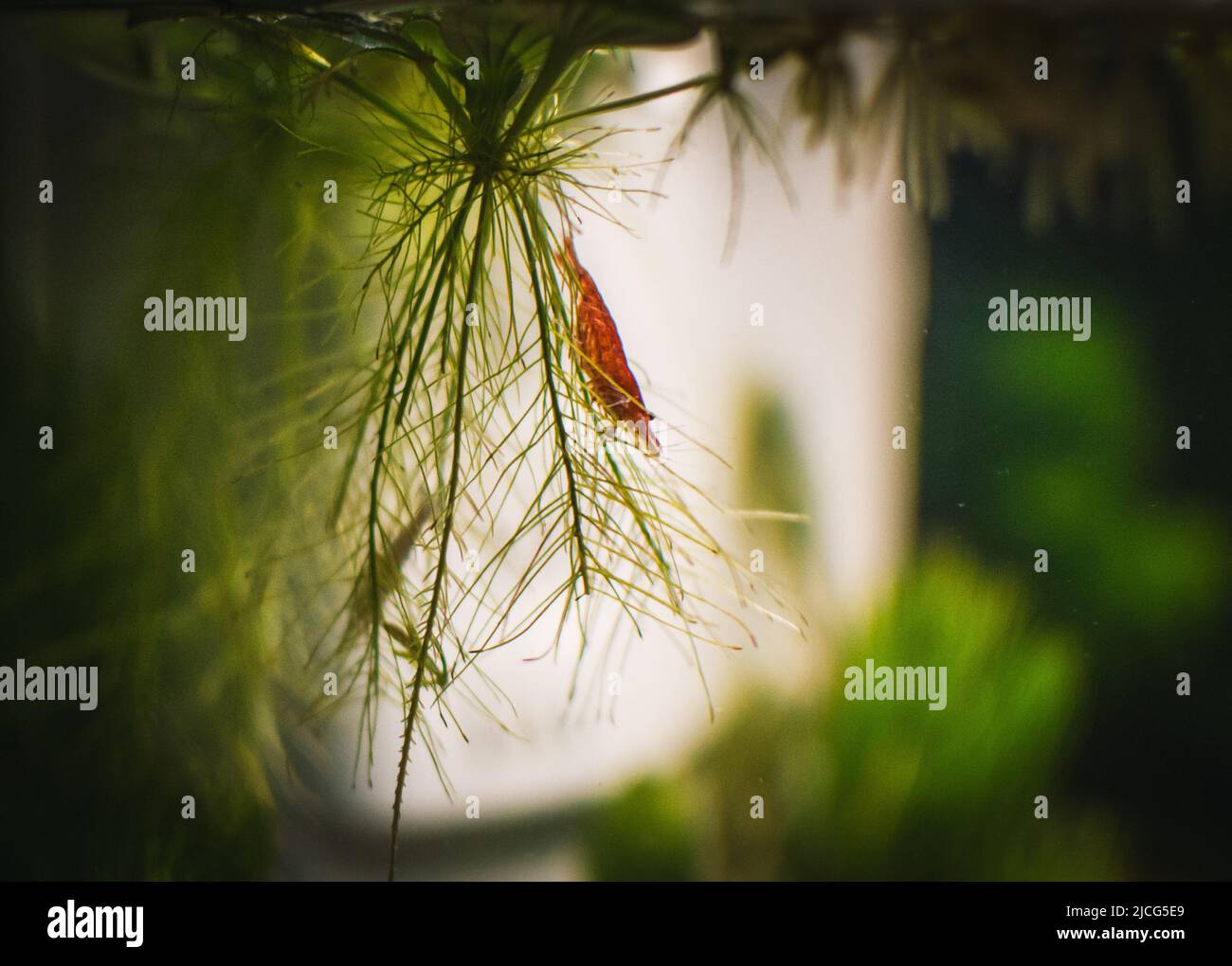 some red cherry s in my aquarium Stock Photo