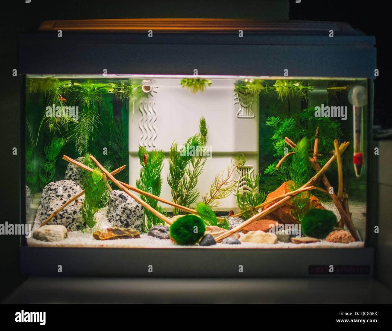 a great jungle planted aquarium Stock Photo