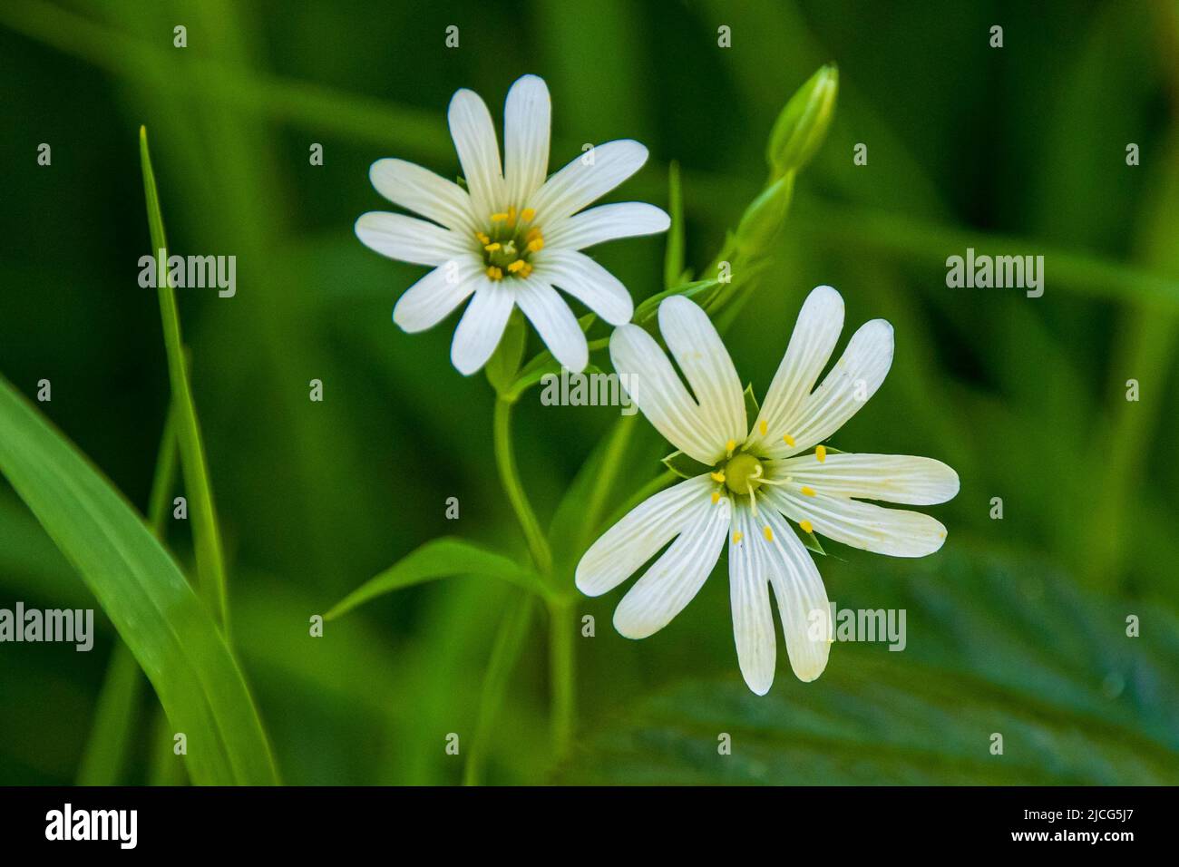 Rabelera holostea, Greater Stitchwort wild flower Stock Photo