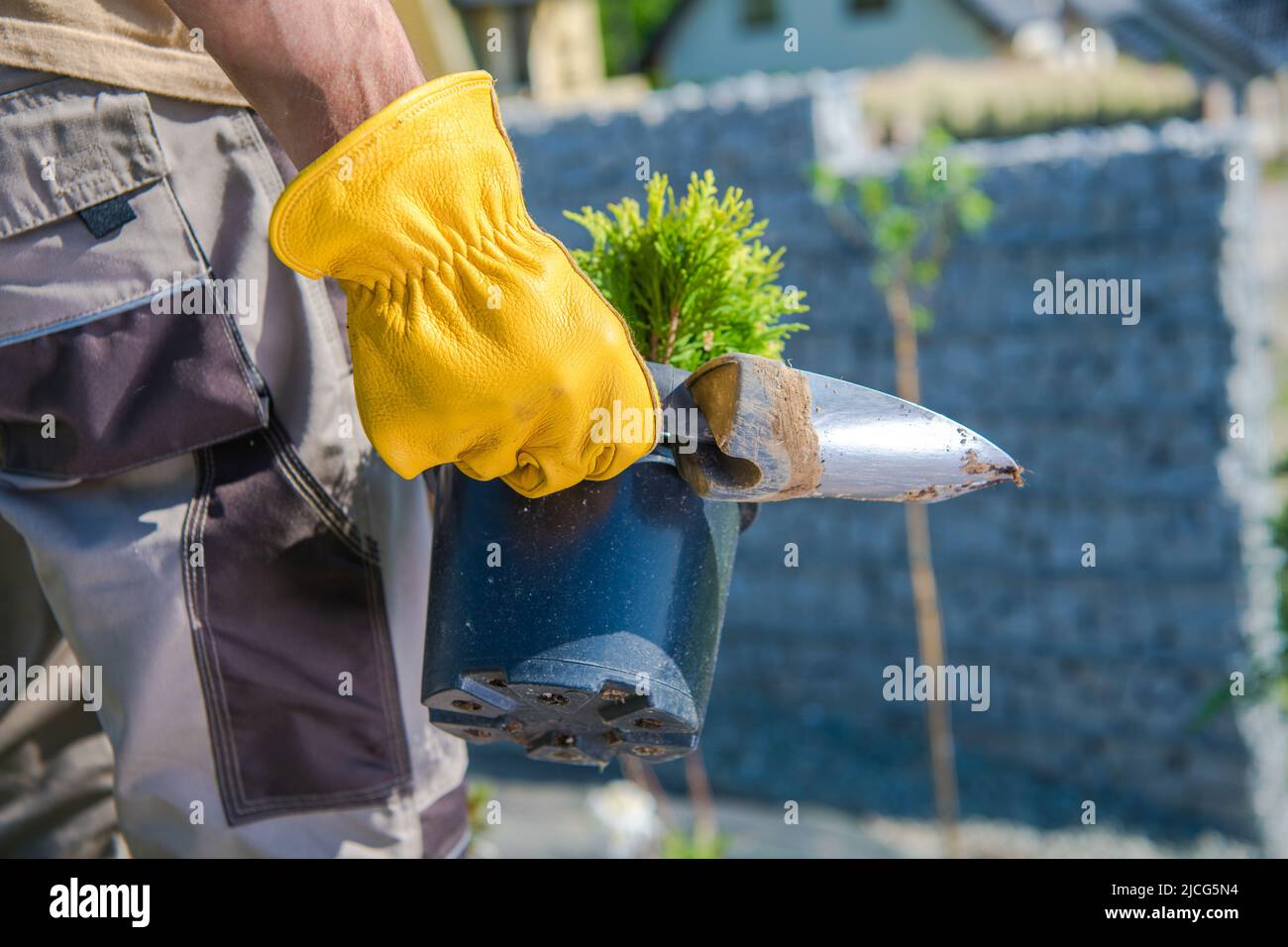 Uomo Bello Serio Facendo Uso Dei Guanti Bianchi Durante Il Giardinaggio  Immagine Stock - Immagine di uomini, pianta: 142746027