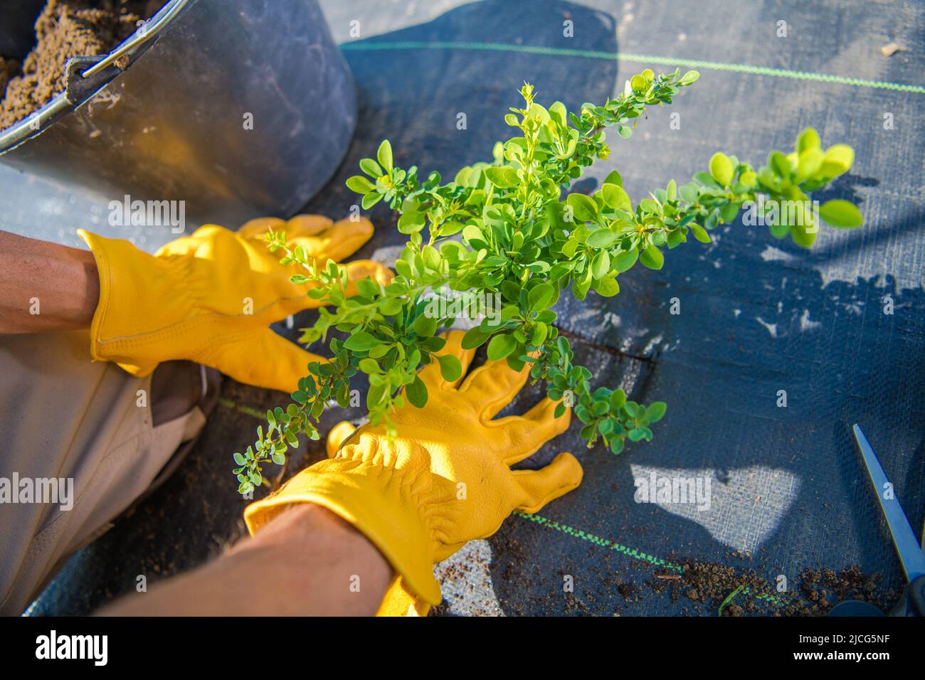 Closeup of the Phyllanthaceae Flowering Plant Being Planted in Secured with Agrotextile Ground During Landscape Gardening Work. Stock Photo