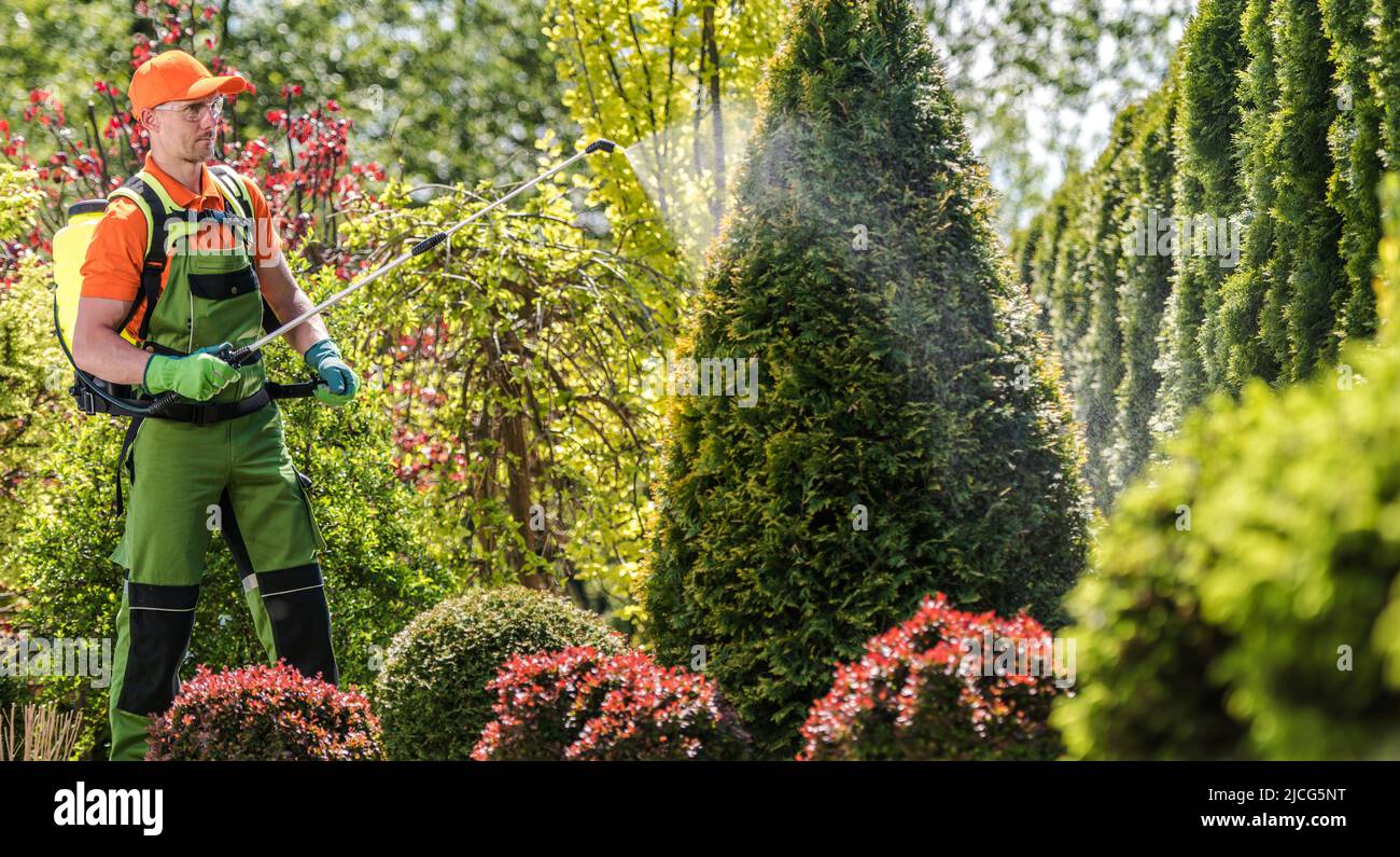 Backyard Garden Maintenance. Pest Control Spraying by Professional