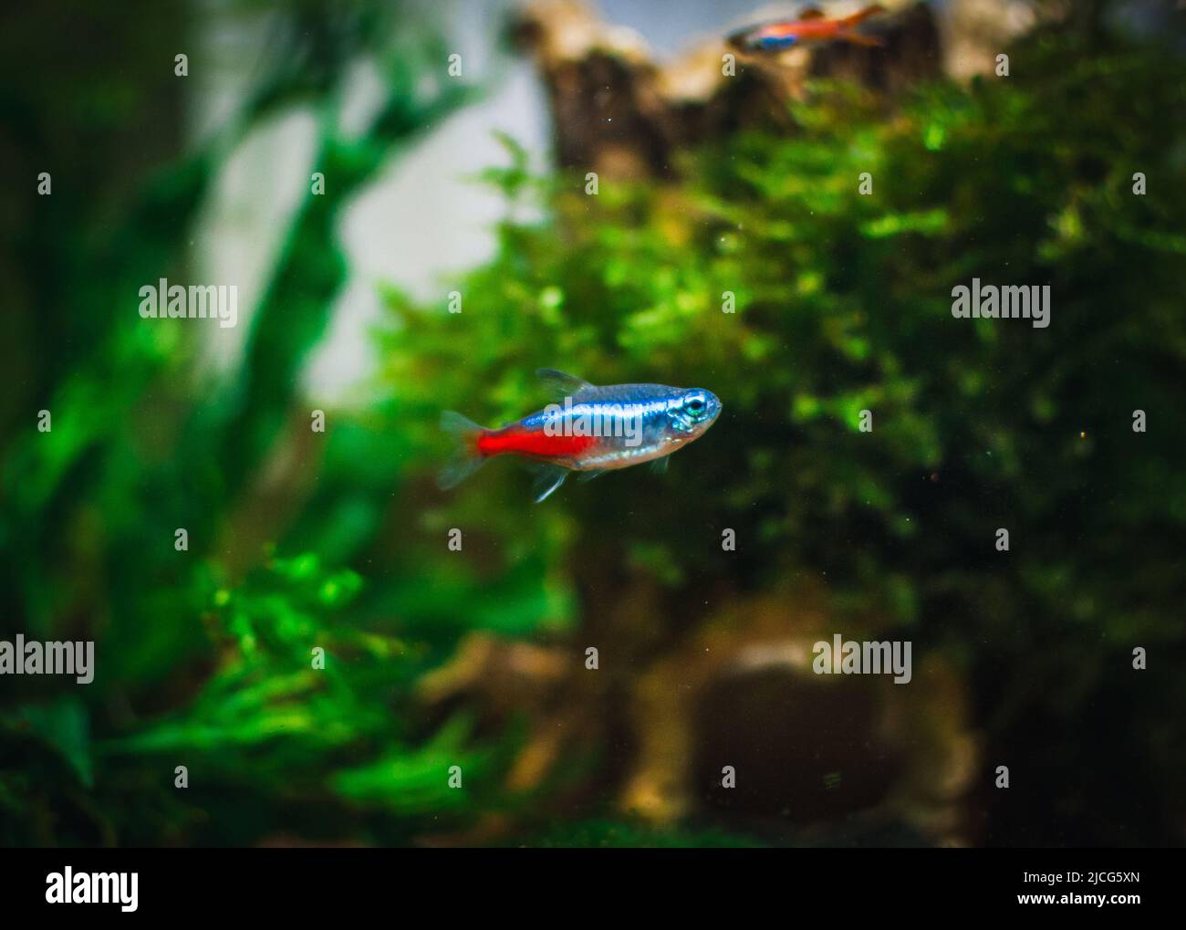 neon fish in my aquarium Stock Photo