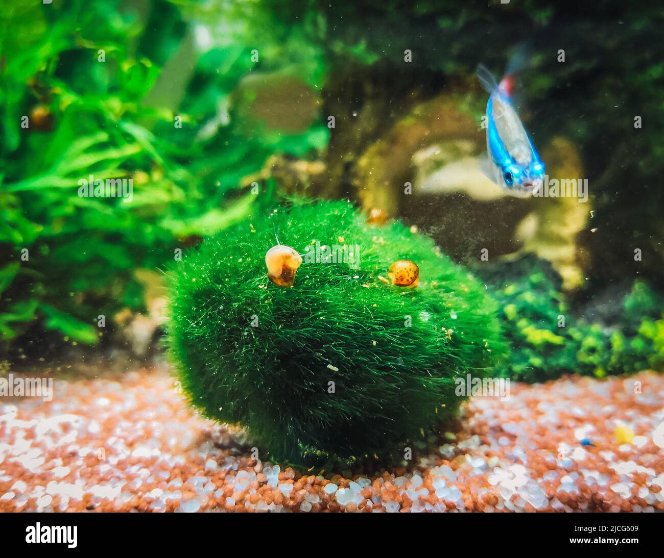 a beautifull colisa in my aquarium Stock Photo