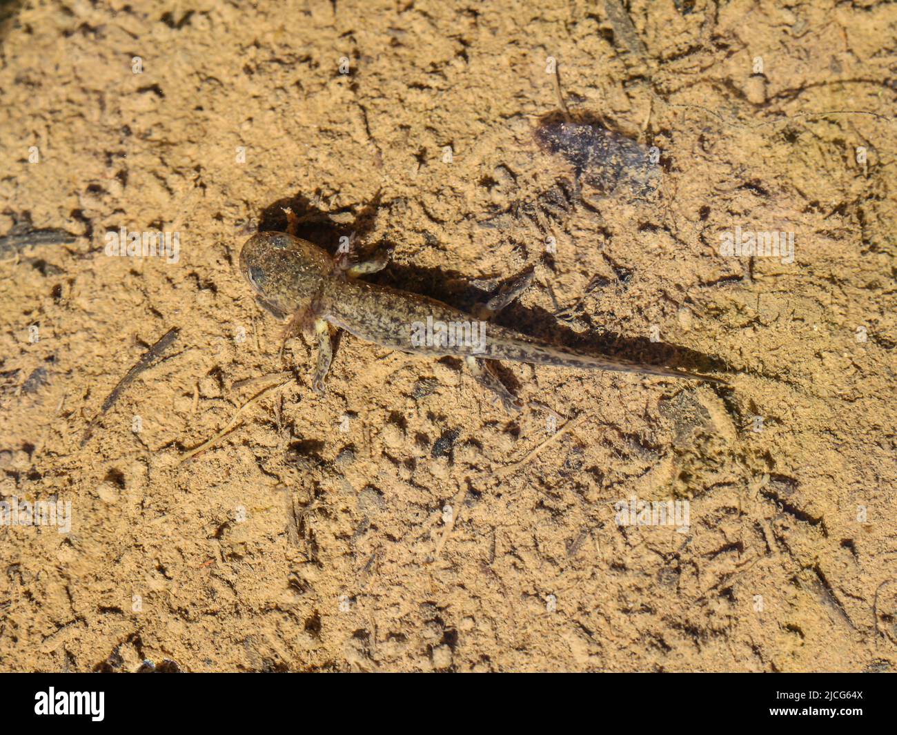 Immature juvenile the alpine newt (latin name: Ichthyosaura alpestris ...