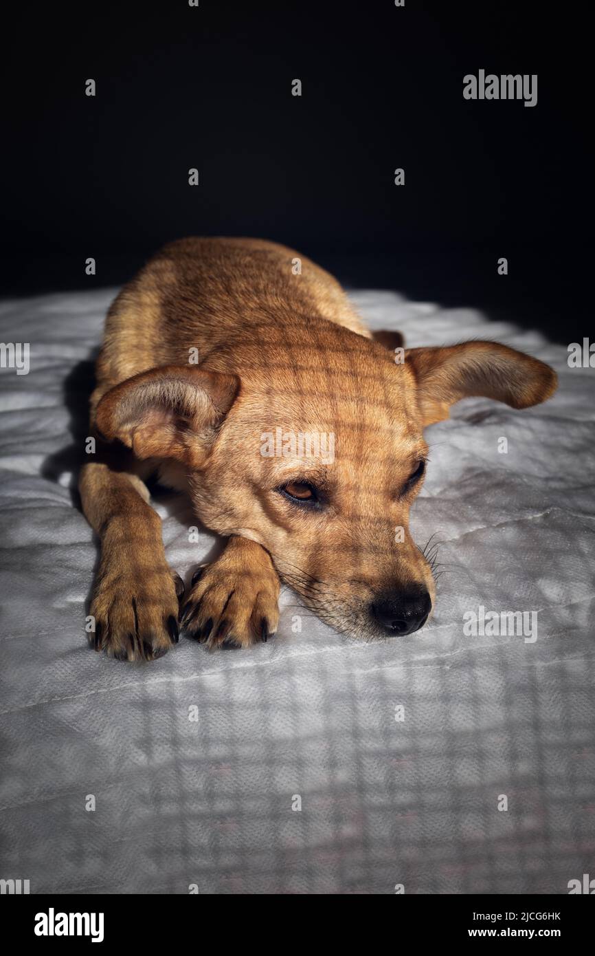 A caged mixed-breed dog looking sad and lying down in the dark on a white blanket with shadows of cage on the fur. Vertical orientation Stock Photo