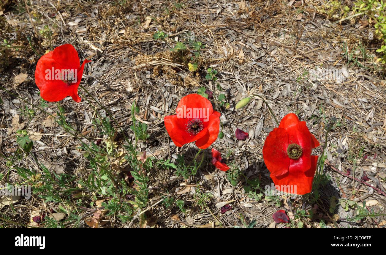 Poppies, Eristos Valley,Tilos, Dodecanese islands, Southern Aegean, Greece. Stock Photo