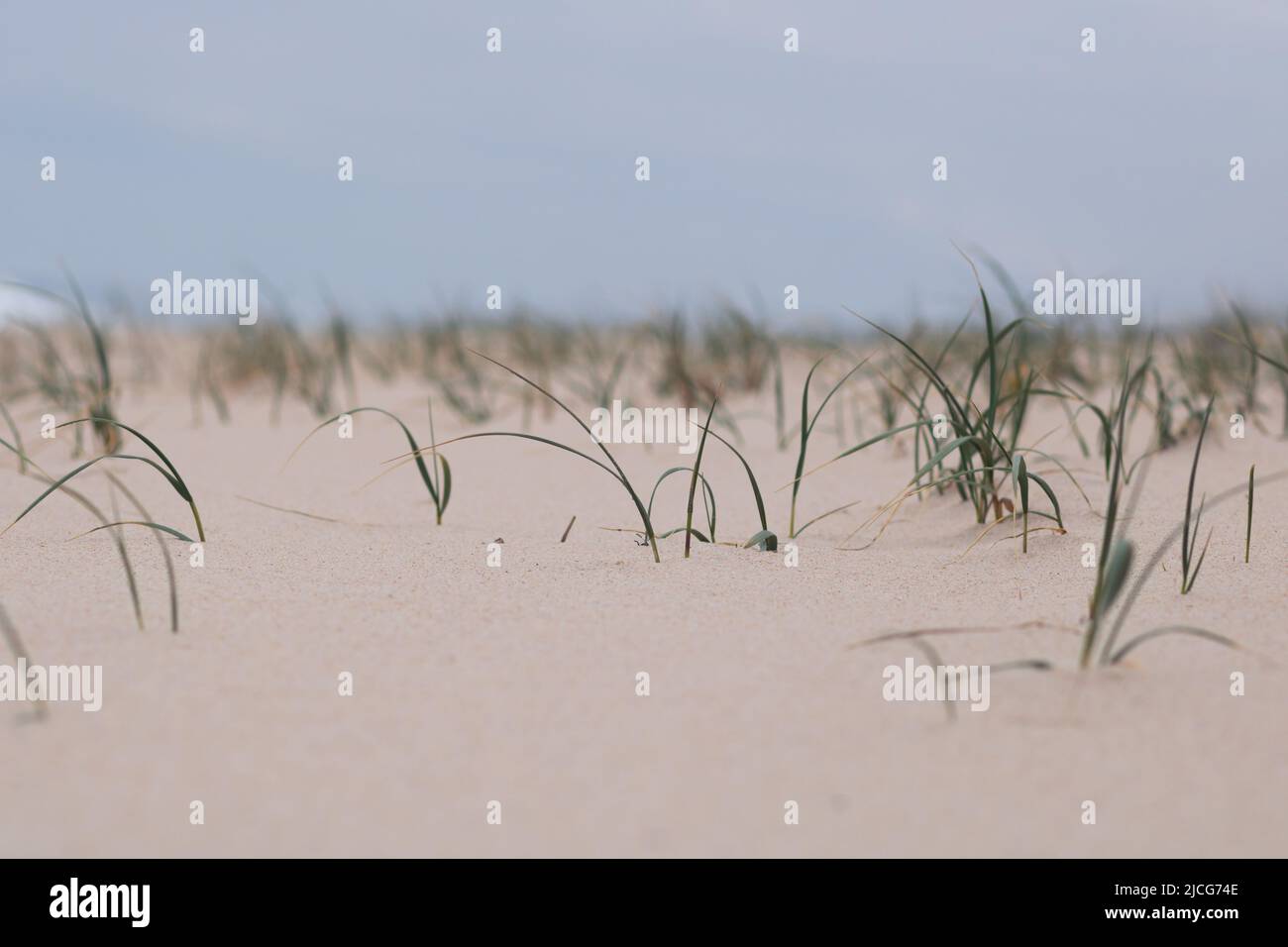 Sand with beach grass (Ammophila), also called marram grass, psamma or sand reed with selective focus and blurred background. Empty space for text Stock Photo