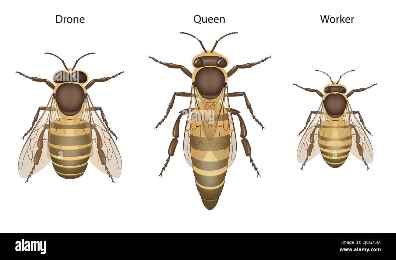 Honey Bee Biology: Queens, Drones and Workers Stock Photo